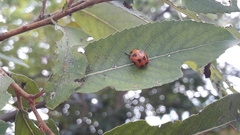 Harmonia dimidiata
