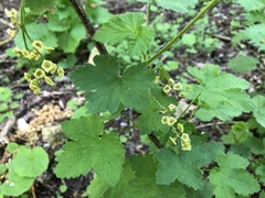 Ribes rubrum