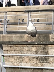 Larus argentatus