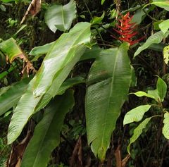 Heliconia lankesteri image