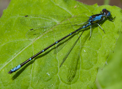 Chromagrion conditum