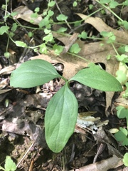 Melanthiaceae