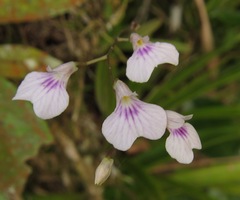 Ionopsis utricularioides image