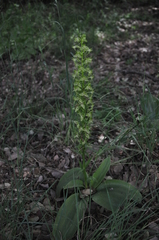 Platanthera holmboei