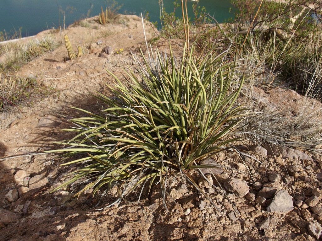 Agave felgeri Gentry 4