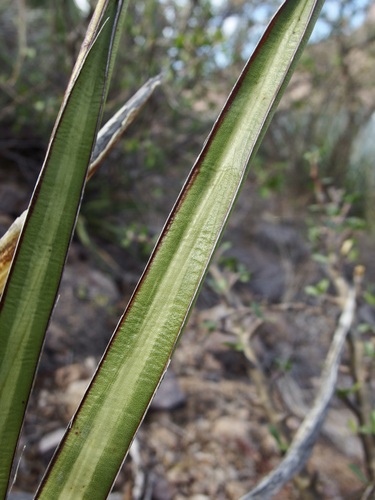 Agave felgeri