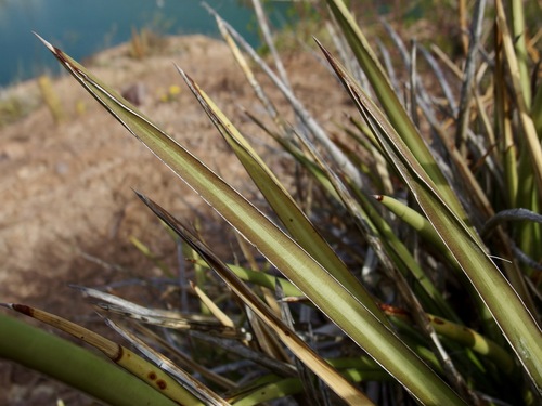Agave felgeri