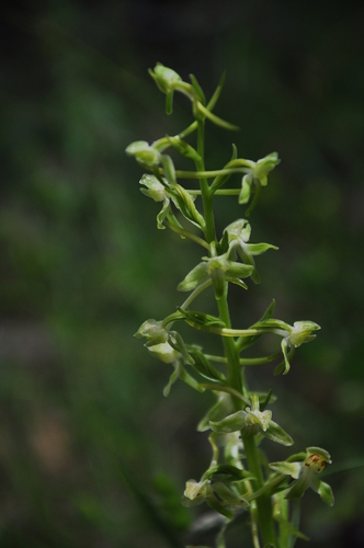 Platanthera holmboei H.Lindb.