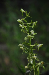 Platanthera holmboei