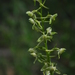 Holmboe's Platanthera - Photo (c) עומר וינר, some rights reserved (CC BY-NC), uploaded by עומר וינר