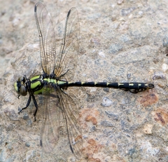 Ophiogomphus colubrinus