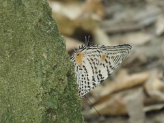 Baeotus japetus
