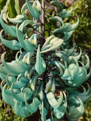 Strongylodon macrobotrys