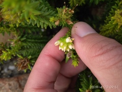 Campylostachys cernua