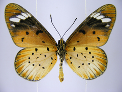 Acraea encedana