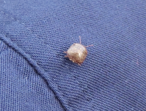 Japanese common plataspid stinkbug photo 4