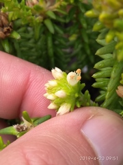 Campylostachys cernua