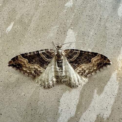 Xanthorhoe defensaria photo 2