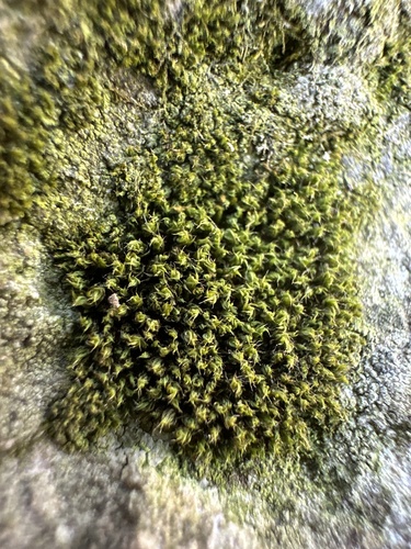 Tortula plinthobia