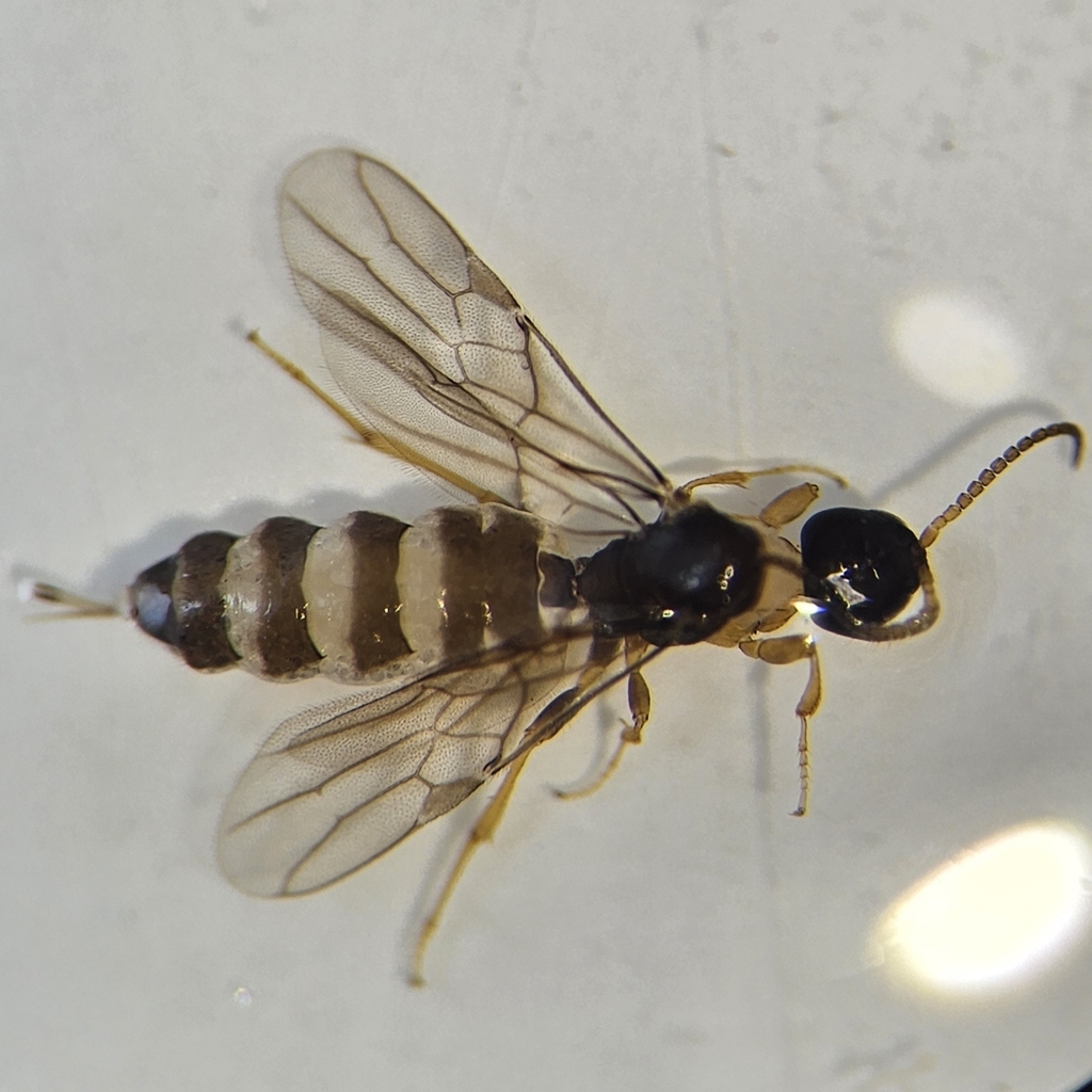 Histeromerus canadensis