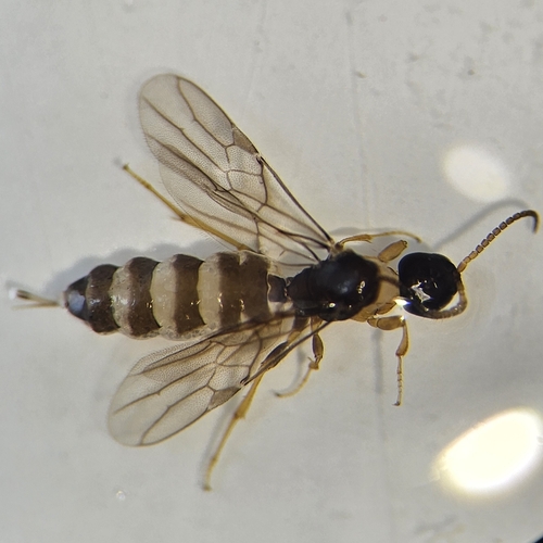 Histeromerus canadensis
