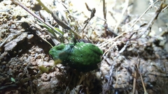 Hyla japonica