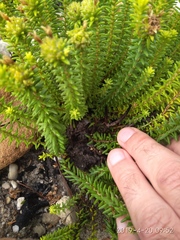 Campylostachys cernua