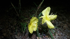 Oenothera macrocarpa