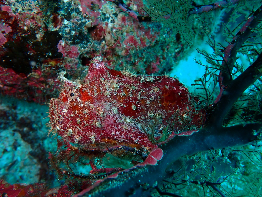 Bloody frogfish (Antennatus sanguineus) — Antennariidae