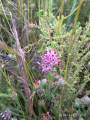 Erica barbigeroides