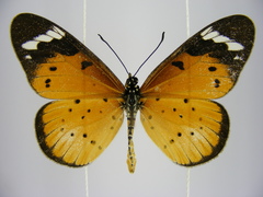 Acraea encedana