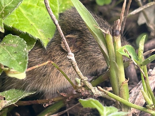 Unicolored Grass Mouse (Akodon caenosus) — Data Deficient Mammalia
