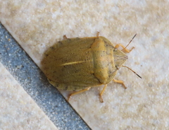 Eurygaster austriaca