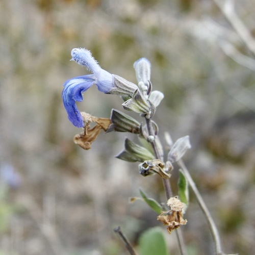 Image of Salvia similis by (c) Sue Carnahan, some rights reserved (CC BY)