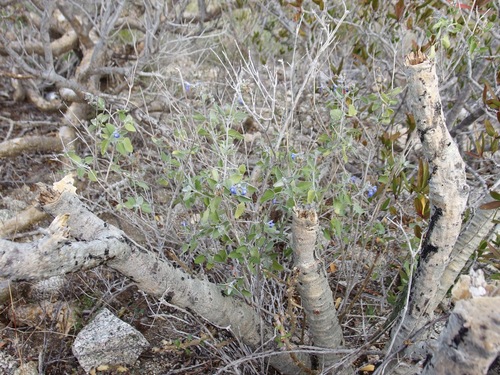 Image of Salvia similis by (c) Sue Carnahan, some rights reserved (CC BY)