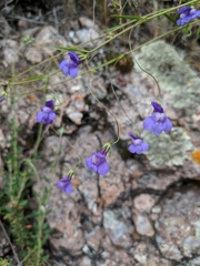 Neogaerrhinum strictum