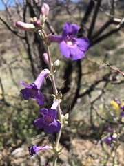 Penstemon fendleri