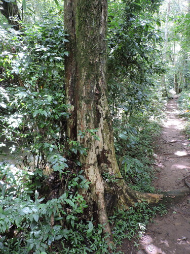 Image of Campomanesia xanthocarpa by (c) Fabrício Mil Homens Riella, some rights reserved (CC BY)