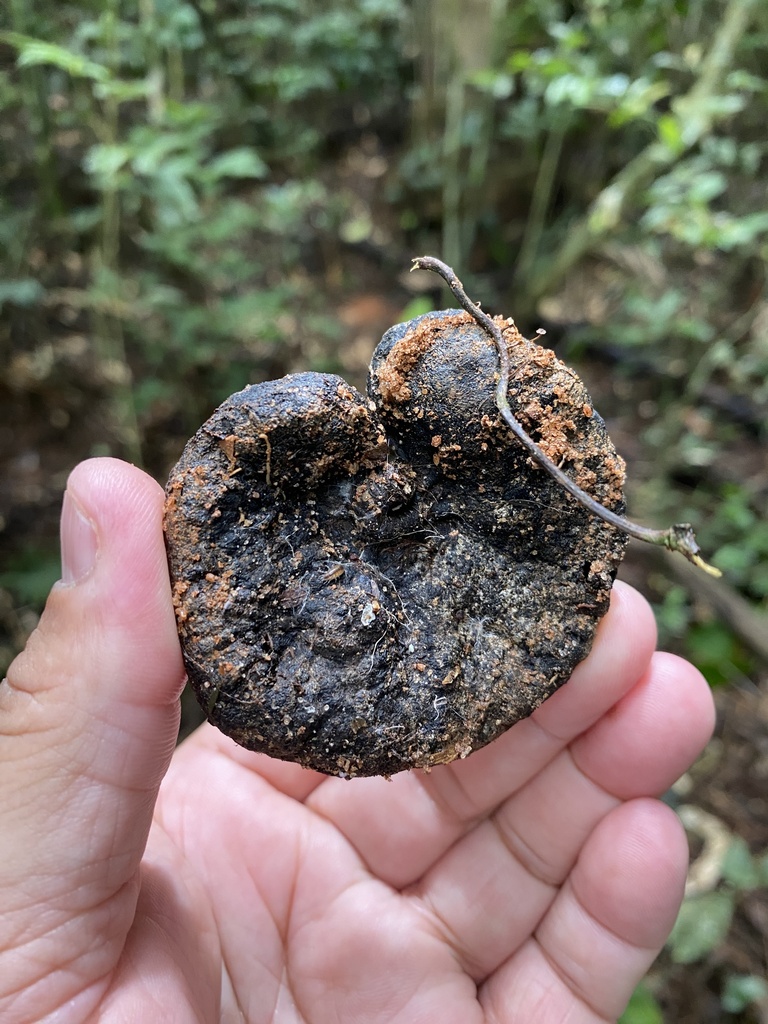 Robrichia glaziovii