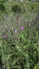 Clarkia gracilis