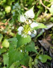 Lamium galactophyllum