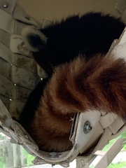 Ailurus fulgens