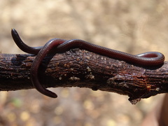 Slinder Threadsnake