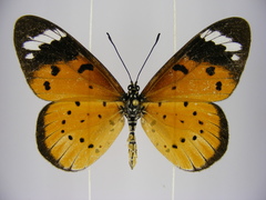 Acraea encedana