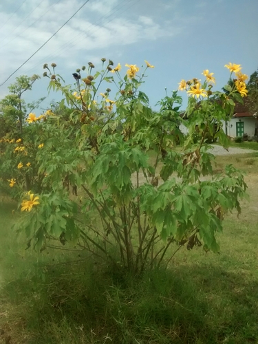 Mexican sunflower