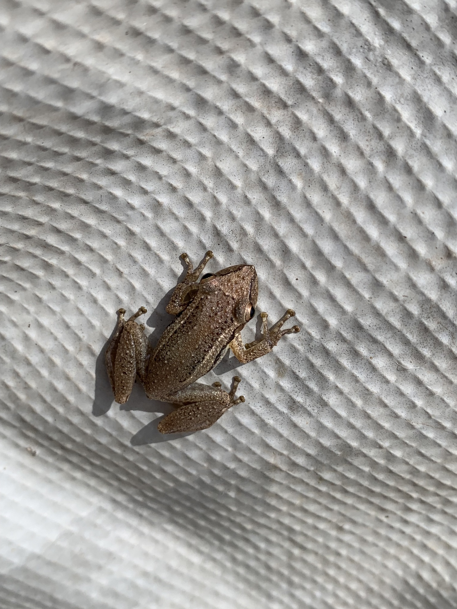 Crubixa Snouted Treefrog, Scinax alter