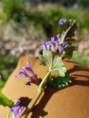 Glechoma hederacea
