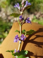 Glechoma hederacea