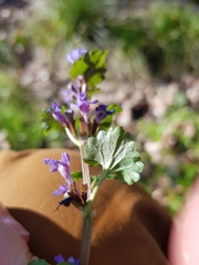 Glechoma hederacea