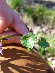 Glechoma hederacea
